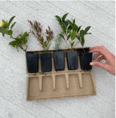 Bagasse Miscellaneous